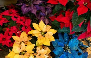 極彩色ポインセチア|「ますや」　（栃木県佐野市の花屋）のブログ